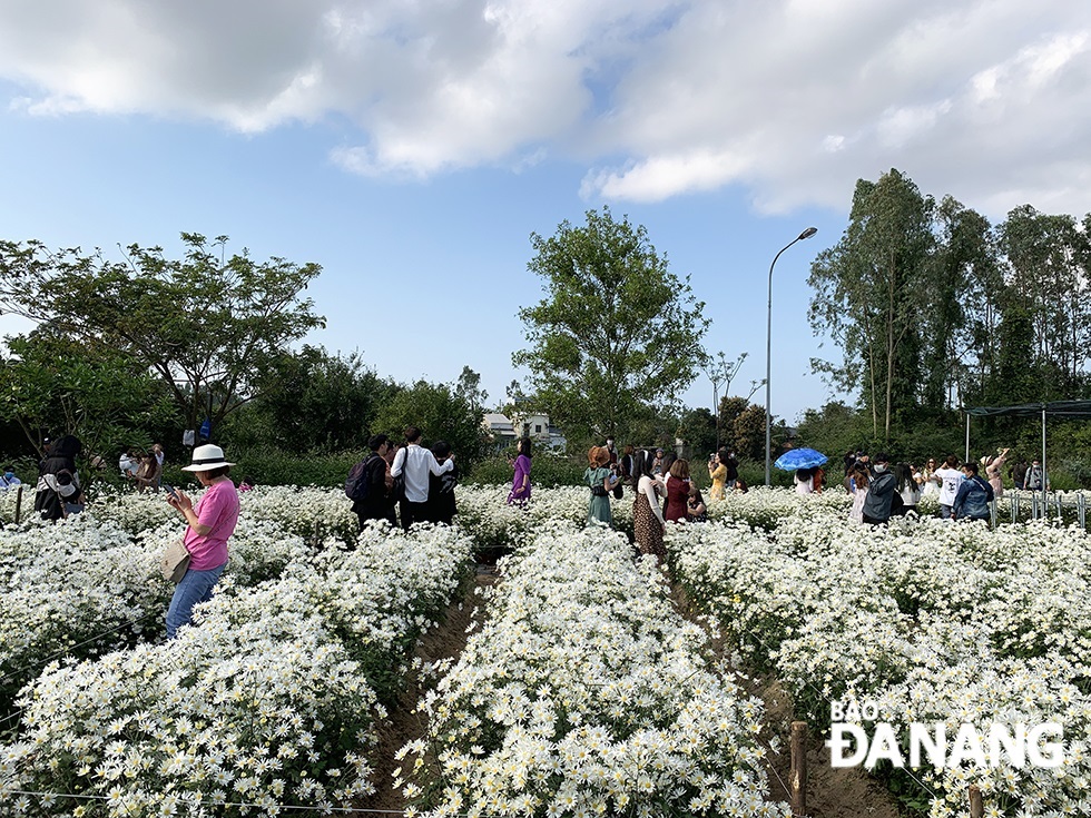 The 300m2 ‘cuc hoa mi’ (pure-white daisies) garden located in the campus of the Biotechnology Centre