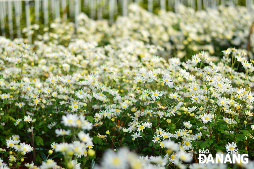 The daisies are scientifically named Matricaria Chamomilla, belonging to the Asteraceae family. In Viet Nam, this type of flowers is grown in such localities with cold climates as Ha Noi and Da Lat. People have long viewed the blossoming daisies as a yearly marker that the cold season is just around the corner in such localities. However, when being successfully grown in Da Nang, this type of flower still blooms evenly and beautifully in the spring.