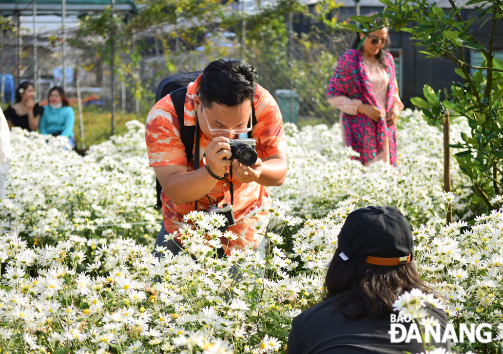 Pure-white daisies have been successfully planted on a trial basis in Da Nang over the past 2 years, thereby significantly contributing to creating a new attraction in a bid to increase visitor numbers in the city.