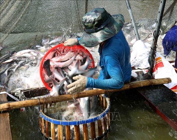 Harvesting Tra fish. (Photo: VNA)