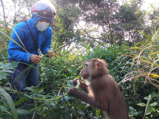 Chị Cao Thị Kim Tuyết tập cho cá thể khỉ khả năng kiếm ăn trong tự nhiên sau khi thả về rừng. 