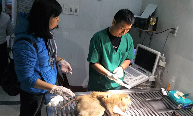Chị Nguyễn An Bình (bìa trái) đưa cá thể khỉ bị thương đến bệnh viện thú y điều trị.  							    Ảnh: NVCC