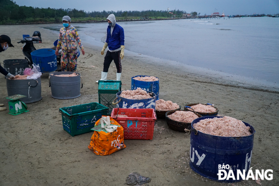 Women are kept busy carrying baskets of the tiny shrimps from the fishing boats to the shore.