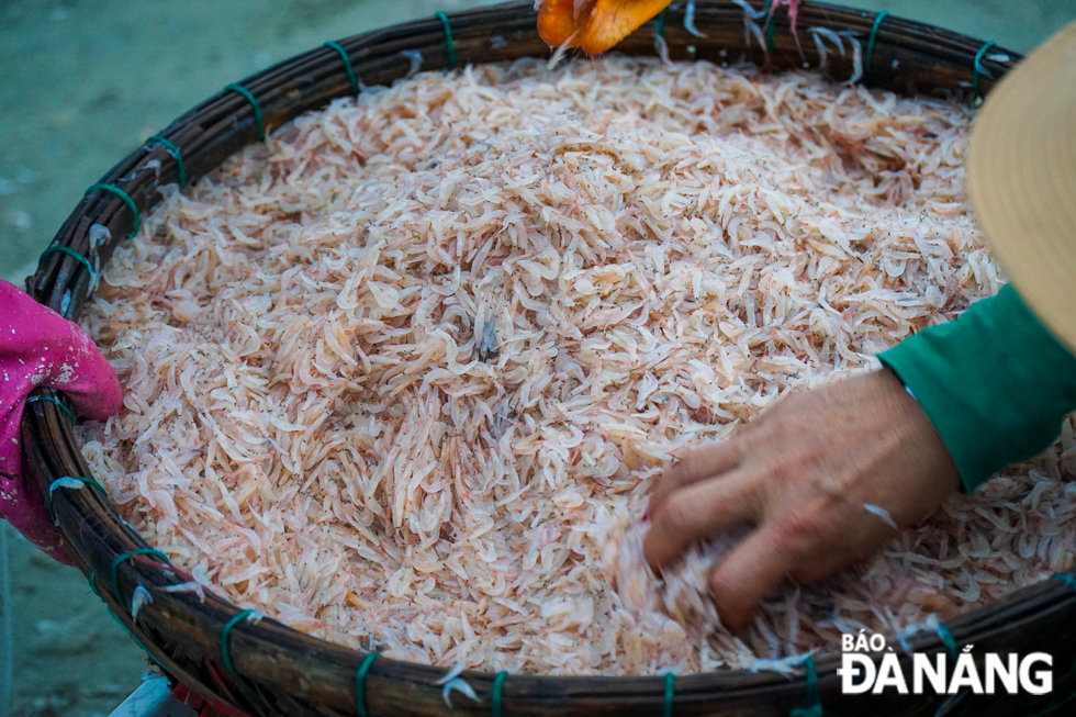  Each boat can collect up to one tonne of tiny shrimps per trip