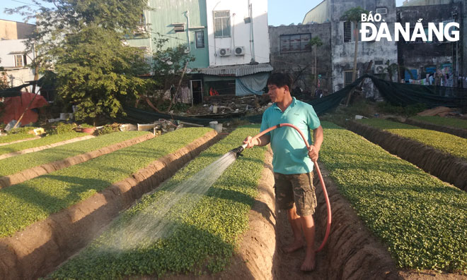 Ông Nguyễn Hải chăm sóc vườn rau tại khu đất trống ở phường Nại Hiên Đông, quận Sơn Trà.  Ảnh: MAI HY