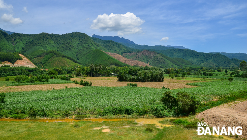 Sugarcane fields in Hoa Bac are viewed from the La Son - Tuy Loan expressway, and behind is the majestic mountain scenery of the Hoa Vang forest and Bach Ma mountain range based in Thua Thien -Hue Province.