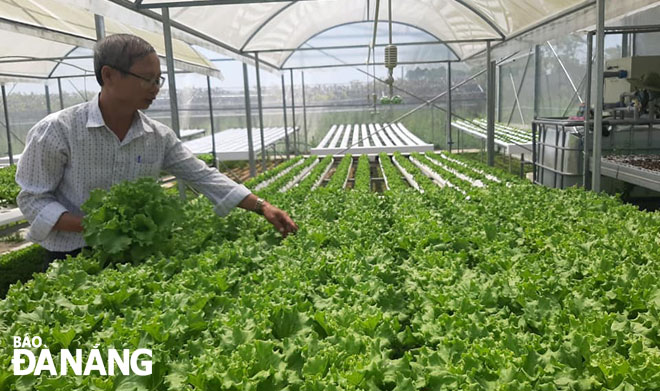  Products from the Hoa Vang Distric-based Tuy Loan organic vegetable production and consumption service cooperative receiving the 3-star OCOP certification have initially successfully conquered the modern retail distribution channel.