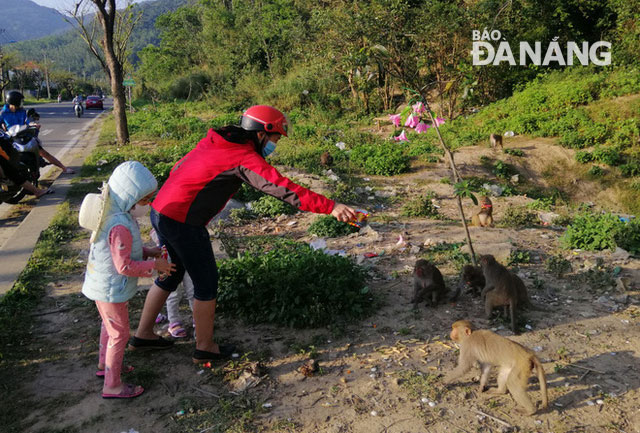 The act of feeding monkeys has prompted them to rely on humans for food instead of finding it on their own in the jungle.