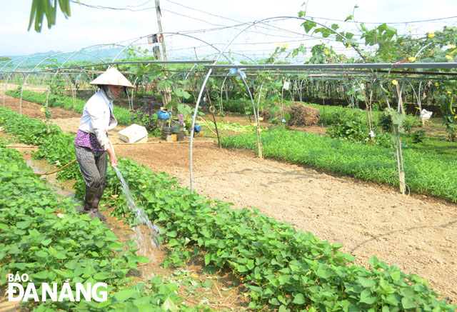 The Tuy Loan organic vegetable growing area is being explored by tourism businesses to build new tourism products for tourists