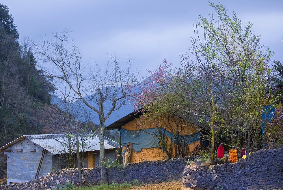 Lao Xa Village is carpeted with fresh plum and peach blossoms