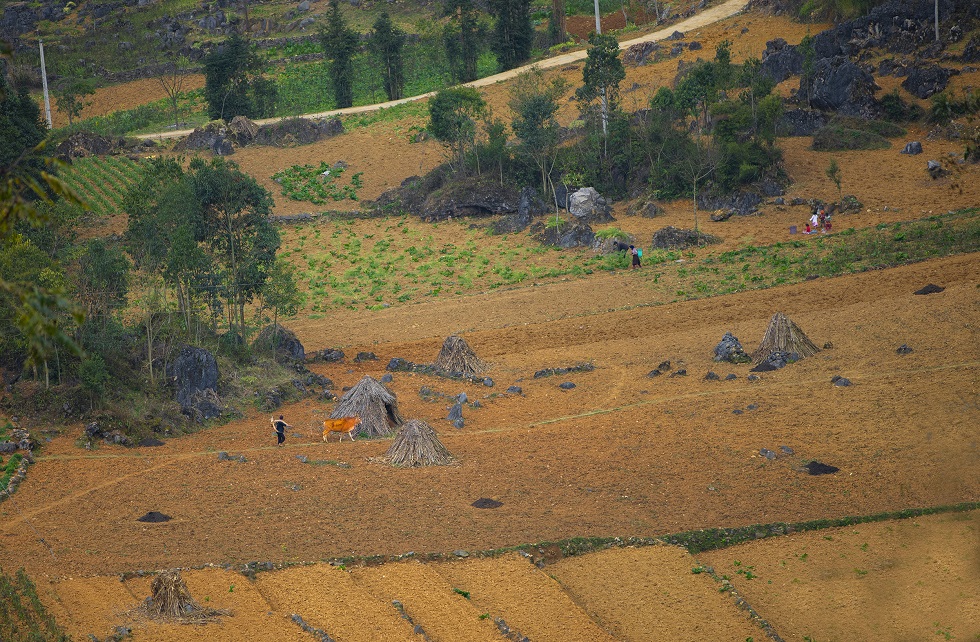 Farmers sowing rice seeds in spring