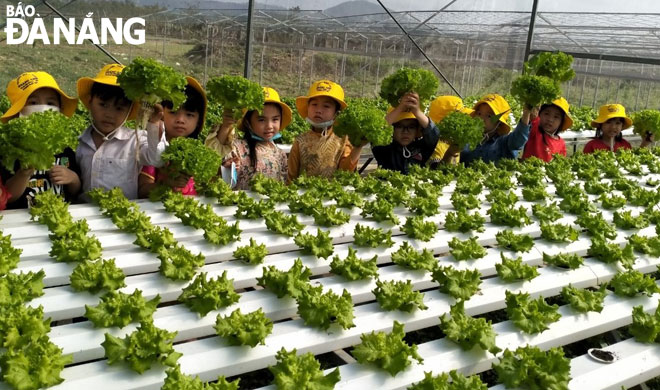 Hoang Anh Preschool pupils experiencing how to harvest hydroponic vegetables at the Tuy Loan organic vegetable production area in Da Nang's Hoa Vang District