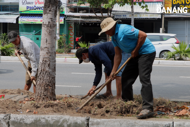 A green tree planted on the median strip is being removed