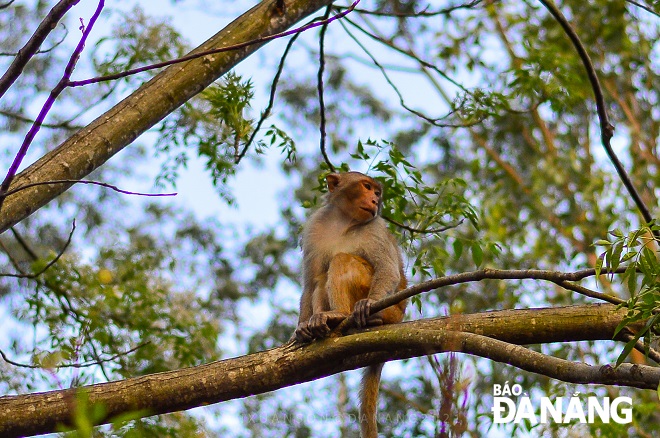 A Rhesus Macaque monkey living on the Son Tra Peninsula