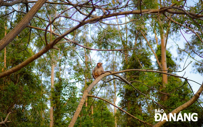  The active engagement by the community is expected to contribute to preserving and protecting monkeys on Son Tra Peninsula in the coming time.