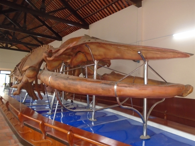 The largest whale skeleton in Việt Nam is on display at Vạn Thủy Tú Temple. — Photo nld.com.vn