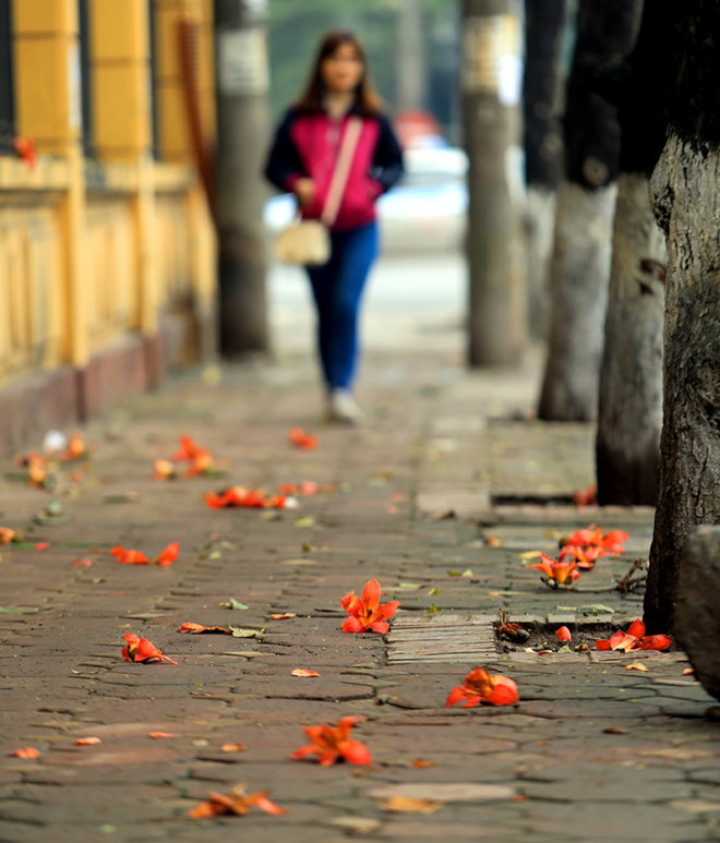 Có một điều đặc biệt ở hoa gạo đó là vòng đời của hoa ngắn ngủi chỉ kéo dài vài ngày, nhưng khi rụng xuống bông hoa vẫn giữ được màu sắc đỏ rực nguyên vẹn không hề phai tàn hay héo úa như những loại hoa khác. Hoa gạo không rơi rớt từng cánh trong sự lẻ loi tàn tạ mà nhẹ nhàng rủ bỏ cả bông như giữ vững sự kiêu ngạo quyến rũ của riêng mình.