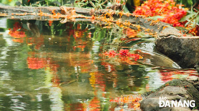 Cánh hoa rì rừng ven suối rụng xuống dòng nước đang trôi, tạo nên hình ảnh 