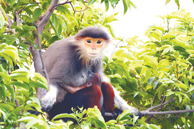 A red-shanked douc langur on the Son Tra Peninsula