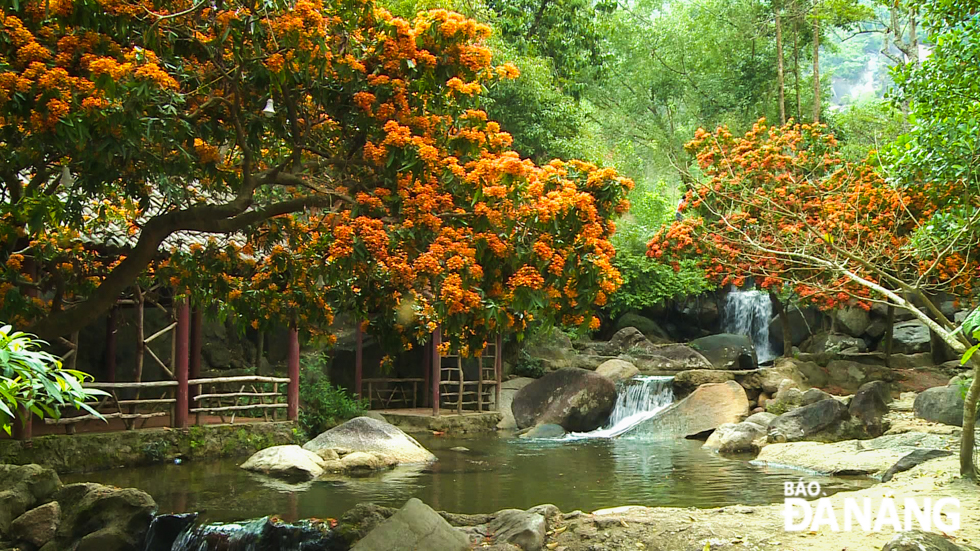 ‘Ri Rung’, also known as wild ‘Trang’ flowers, are in full bloom in spring along streams