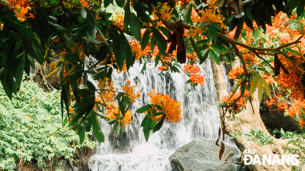 ‘Ri Rung’ is a typical flower of the Co Tu ethnic minority group in Hoa Phu Village. The Co Tu people usually weave this type of flowers into their traditional costumes, or use it in their important rituals such as a ceremony to celebrate a new rice harvest and a thanksgiving ceremony for the forest.