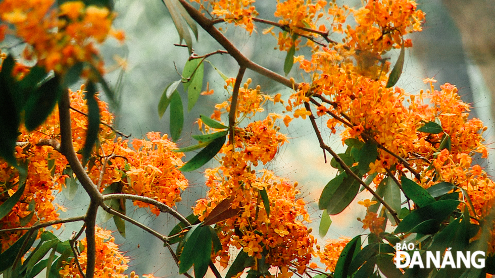 Phu Tuc Village patriarch A Lang Doi said, since ancient times, Co Tu men have plucked ‘Ri Rung’ flowers and present them to their beloved women.