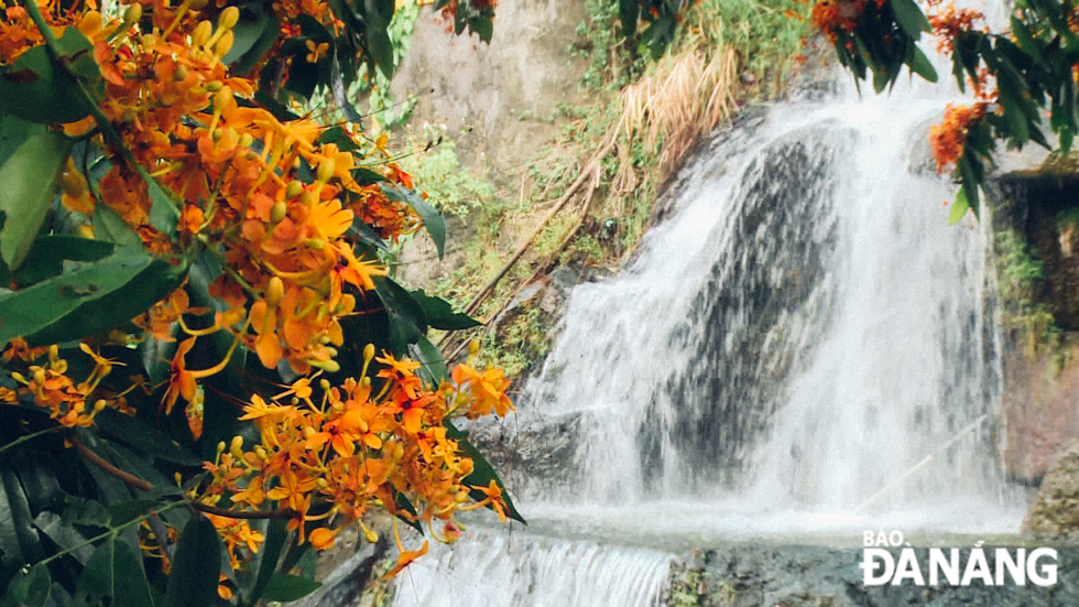 This type of flowers boasts vibrant colours laminating the stream, surprising visitors with its breath-taking beauty