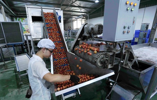 Lychees are sterilised before being shipped to Japan. (Photo: VNA)