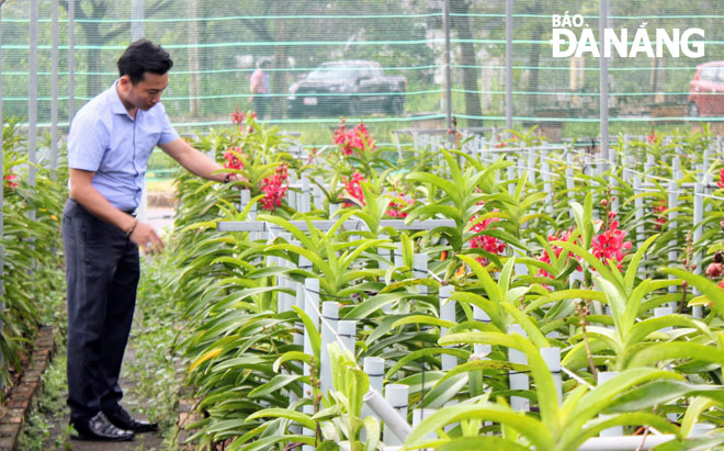 Mr Phan Tien Dung, Head of the Science and Technology Experimental and Service Station taking care of Mokara orchids grown at the Biotechnology Centre