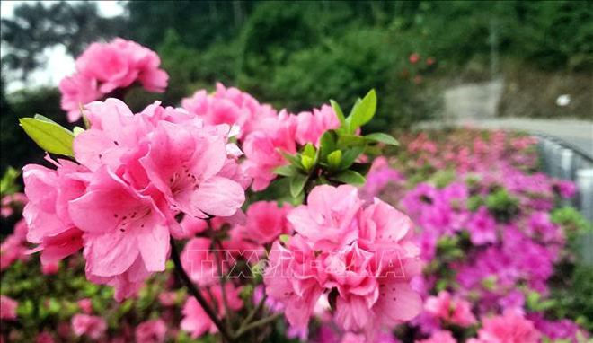  Hoa Đỗ quyên hồng được trồng phổ biến ở Tam Đảo.