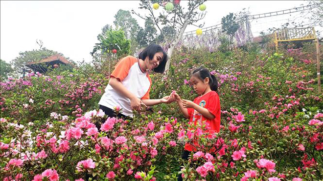  Vườn hoa Đỗ quyên tại thôn Đồng Bùa, xã Tam Quan, huyện Tam Đảo.