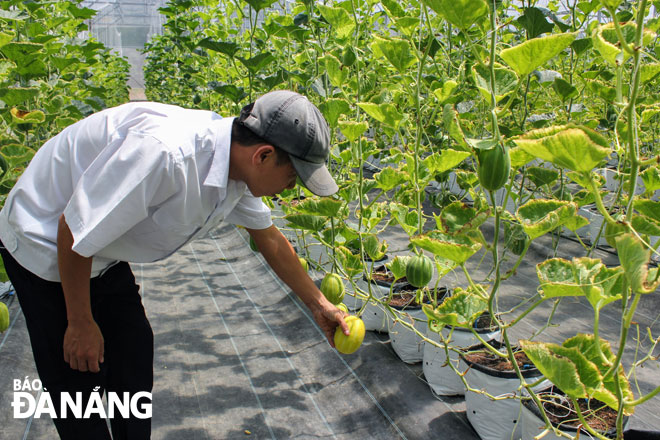 Kỹ sư nông nghiệp Nguyễn Thành Công kiểm tra vụ dưa lê Hàn Quốc đầu tiên được trồng tại Cơ sở xã hội Bầu Bàng. Ảnh: P.LAN	