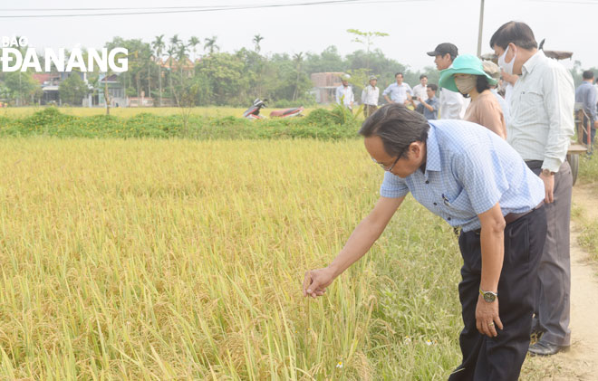 Đến năm 2030, phấn đấu sản xuất 1.600ha lúa theo hướng hữu cơ