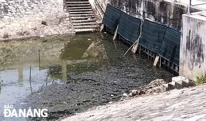 Nước kênh Khuê Trung đen ngòm, váng nổi lềnh bềnh và bốc mùi hôi thối. (Ảnh chụp ngày 30-3) Ảnh: ĐẮC MẠNH