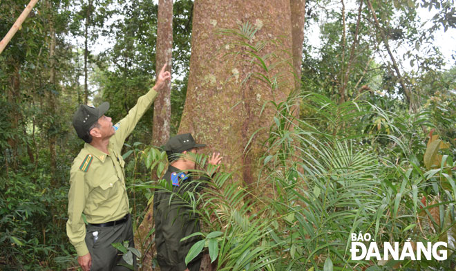 Lực lượng kiểm lâm thông tin về đặc tính cây gỗ kiền kiền ở rừng Cà Nhông.  							     Ảnh: HOÀNG HIỆP