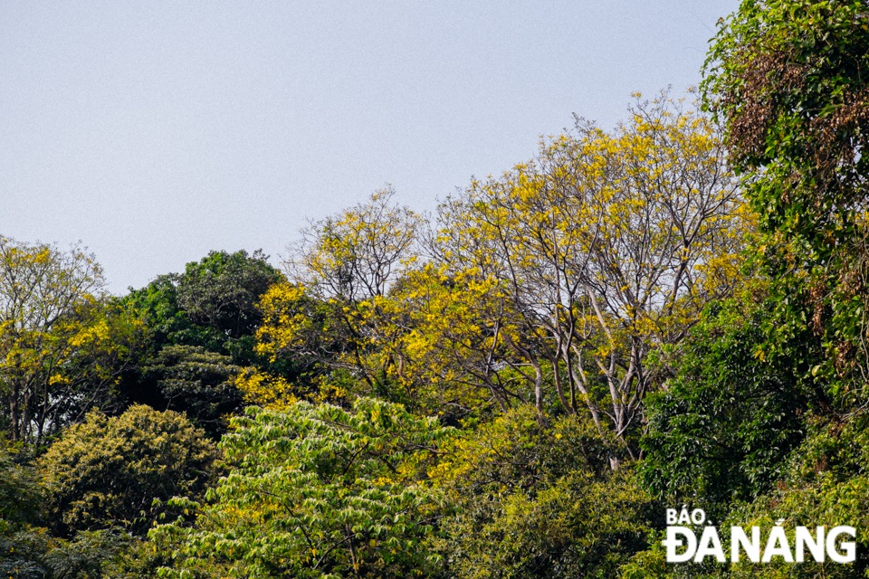 The deciduous Peltophorum pterocarpum tree can grow up to 10m tall. It can grow well in different natural conditions and diversified topography.