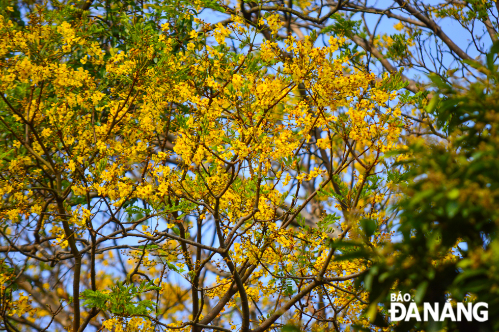 Peltophorum pterocarpum is commonly known as copperpod, yellow-flamboyant, yellow flametree, yellow poinciana or yellow-flame. In Da Nang, this type of flower is also grown a lot in order to create beautiful landscapes and lush shade on the street. 