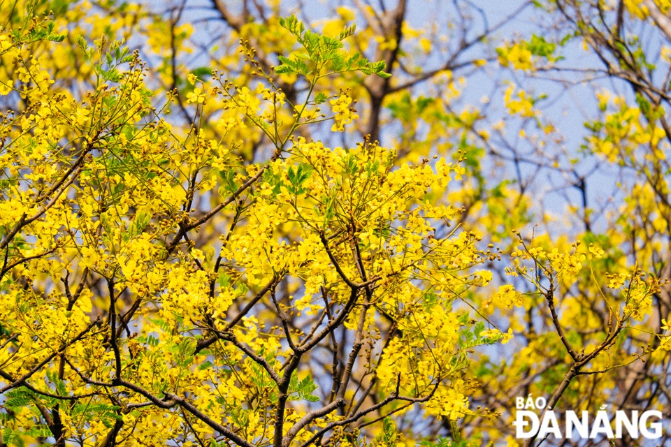 A close-up of the flowers boasts the characteristic vibrant yellow colour. This flower colour is brighter in the sunshine.