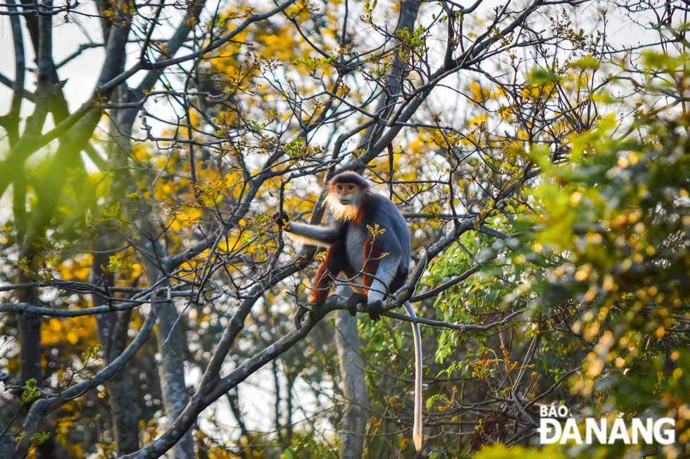  The Son Tra Nature Reserve now houses more than 1,300 individuals of red-shanked douc langurs with a habitat of 4,439 ha.