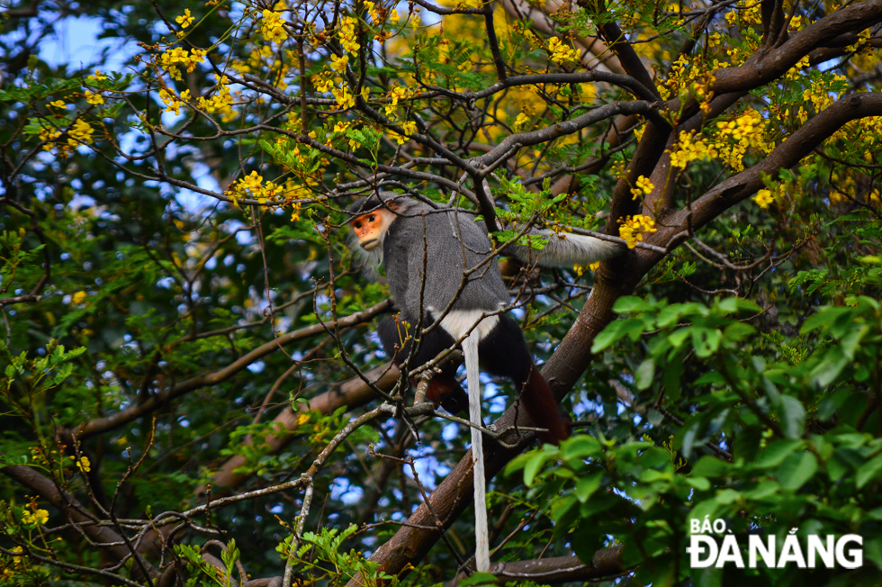  The image of precious langurs swinging through the tree tops has become the ‘iconic landmark’ of the Son Tra Peninsula.