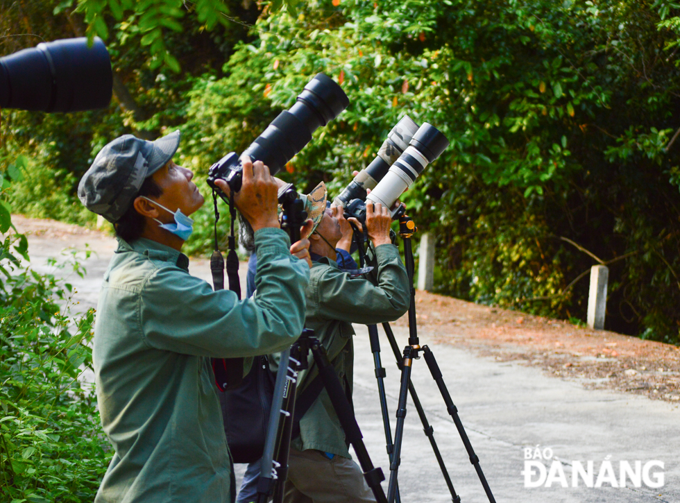  This peninsula usually attracts a large number of visitors who admire the beauty of Peltophorum pterocarpum blossoms and red-shanked douc langurs.