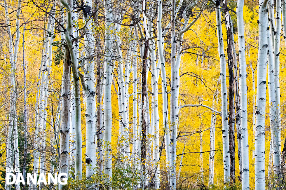 The deciduous poplar trees in Colorado swaying when the wind came, looking like  Russian birch trees.