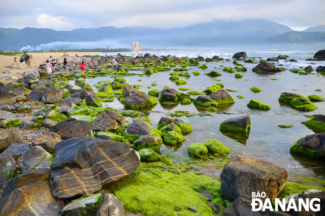 Những ghềnh đá Nam Ô bám rêu xanh mướt, hòa quyện với nước biển tạo thành điểm thu hút du khách. Ảnh: XUÂN SƠN