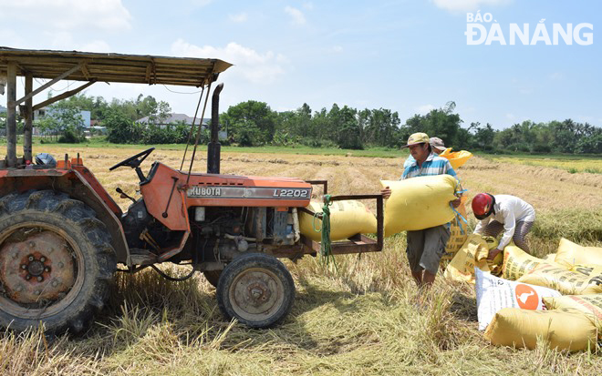 Nông dân vận chuyển 14 bao lúa thu hoạch được tại thửa ruộng có diện tích 500m2 tại thôn Yến Nê 1, xã Hòa Tiến (huyện Hòa Vang). Ảnh: HOÀNG HIỆP