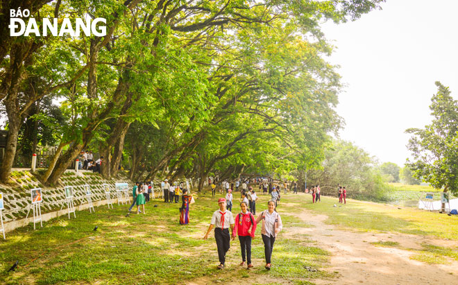 Vườn Cừa, làng Hương Trà, phường Hòa Hương, thành phố Tam Kỳ - nơi có hàng sưa cổ thụ soi bóng. 