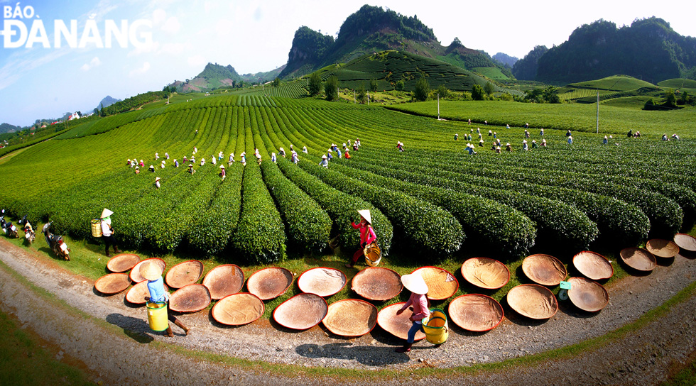 The ‘ Early sunny plateau’ photo taken at Moc Chau tea hill, Son La Province