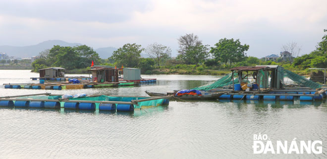 Người dân nuôi cá lồng bè gần khu vực cầu Nguyễn Tri Phương, quận Cẩm Lệ. Ảnh: VĂN HOÀNG