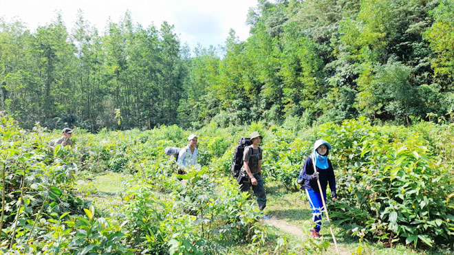 Adventurous trekking through the forest is a form of tourism that many tourists choose. Tourists are seen trekking through the forests of Hoa Bac Commune, Hoa Vang District.