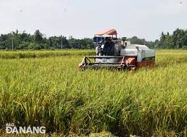 Huyện Hòa Vang sản xuất 2.027ha lúa vụ hè thu
