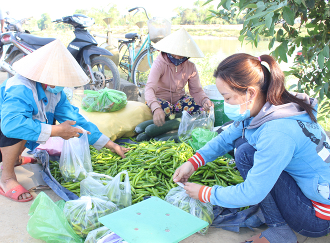 Siêu thị tăng thu mua ớt, bí đao của nông dân Hòa Vang